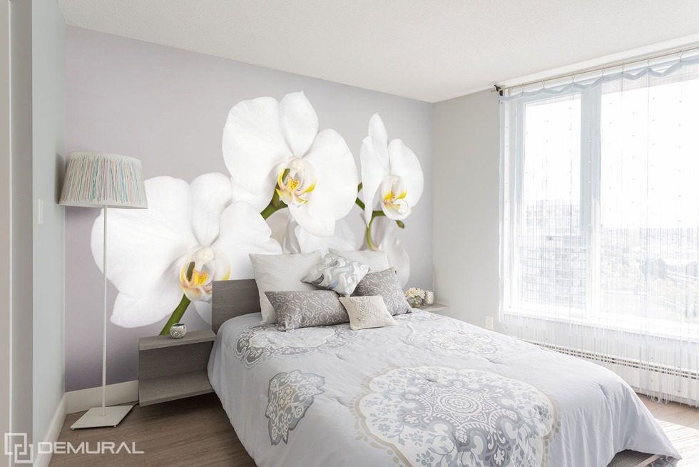 Das Weiß und  eine schöne Orchidee Fototapeten Blumen Fototapeten Demural