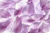 In den Blütenblättern der violetten Clematis
