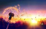 Abendliche Pusteblume im Sonnenlicht