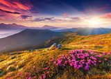Alpenglühen über blühender Bergwiese