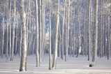 Birkenwald im Schnee