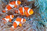 Bunte Clownfische am Korallenriff