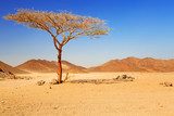 Einsamer Baum in Wüstenstille