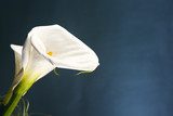 Elegante weiße Calla in sanftem Licht