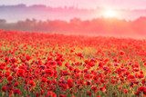 Feurige Mohnblumenlandschaft im Sonnenlicht