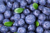 Frische Blaubeeren in Nahaufnahme