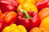 Frische Farbexplosion im Gemüsemeer