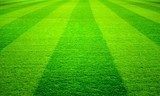 Frischer Sommertraum auf grünem Rasen
