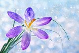 Frühlingserwachen im zarten Schneetanz
