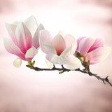 Frühlingsfrische Magnolienblüten