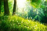 Frühlingswiese im sanften Sonnenlicht