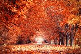 Herbstliche Baumallee im farbigen Laub