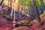 Herbstliche Lichtlandschaft im Wald