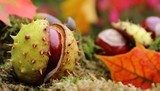 Herbstliche Pracht der Kastanien