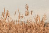 Herbstliche Schilföde in sanften Tönen