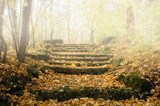 Herbstliche Steintreppe im Nebelwald