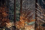Herbstlicht im stillen Wald