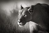 Majestätisches Porträt in Monochrom