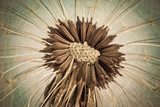 Makrofotografie einer Pusteblume im Fokus