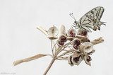 Makrozauber: Schmetterling & Samenpracht