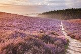 Morgenpfad durch lila Heide