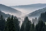 Mystische Morgennebel im Tannenwald