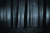 Mystische Nacht im stillen Forst