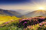 Panorama einer blühenden Berglandschaft