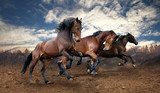 Pferdegalopp in herbstlicher Natur