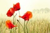 Roter Mohn im goldenen Getreidefeld