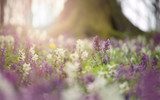 Sanfte Frühlingswiese im Morgenlicht