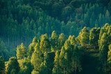 Sanfte Lichtspiele im Bergwald
