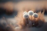 Sanfte Pusteblumennahaufnahme in warmem Licht