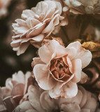 Sanfte Rosenpracht im Vintage-Stil
