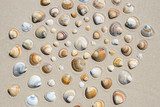 Sanfte Sandkreise mit Muscheln