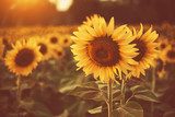 Sommerglanz im Sonnenblumenfeld