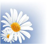 Sommerliche Leichtigkeit der Blütenpracht