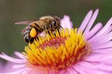 Sommerliche Nähe der Natur