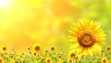 Sommerliche Sonnenblumenpracht im Wohnraum