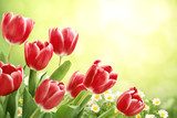 Sommerliche Tulpenpracht im Licht