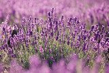 Sommerliches Lavendelfeld im sanften Licht
