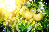 Sommerliches Obstspiel im Garten