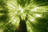 Sonnenlichtspiel über Baumkronen