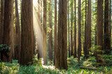 Sonnenstrahlen im herbstlichen Wald