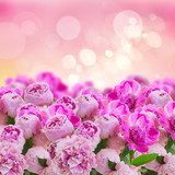 Strahlendes Pfingstrosenmeer in Rosa