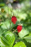 Süße Sommerfreude im Garten