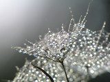 Tautropfen im Morgenglanz