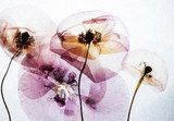 Transparente Blüten in sanften Farbtönen