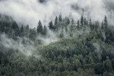Verhangener Tannenwald im Bergnebel