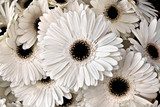 Weiße Gerbera im sanften Licht